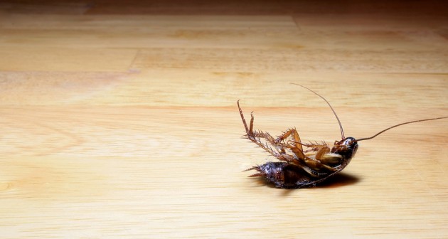roach