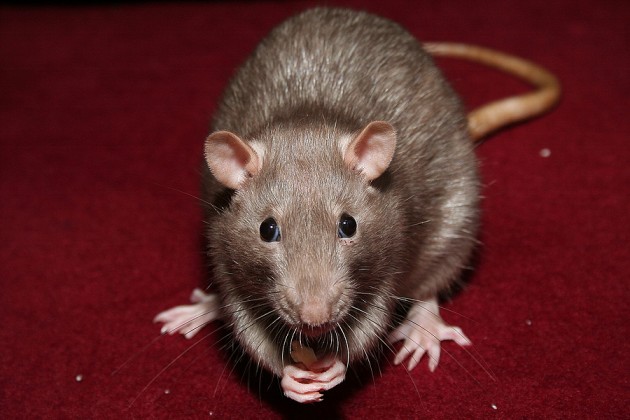 rodent